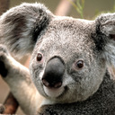 L'avatar di Koala